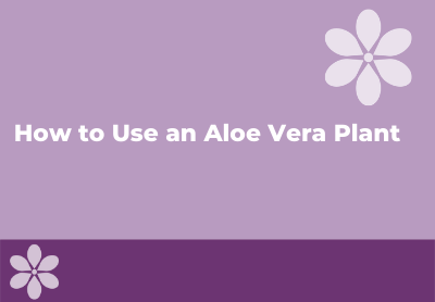 How to Use an Aloe Vera Plant