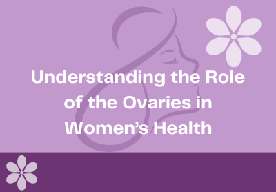 Ovaries: Anatomy & Function