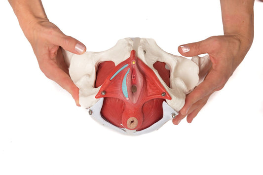 Pelvic Floor Model